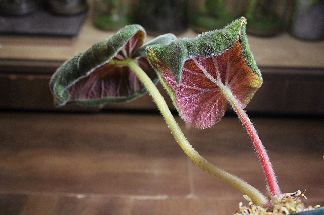 ベゴニア Begonia sp.Vietnam – 熱帯植物.com